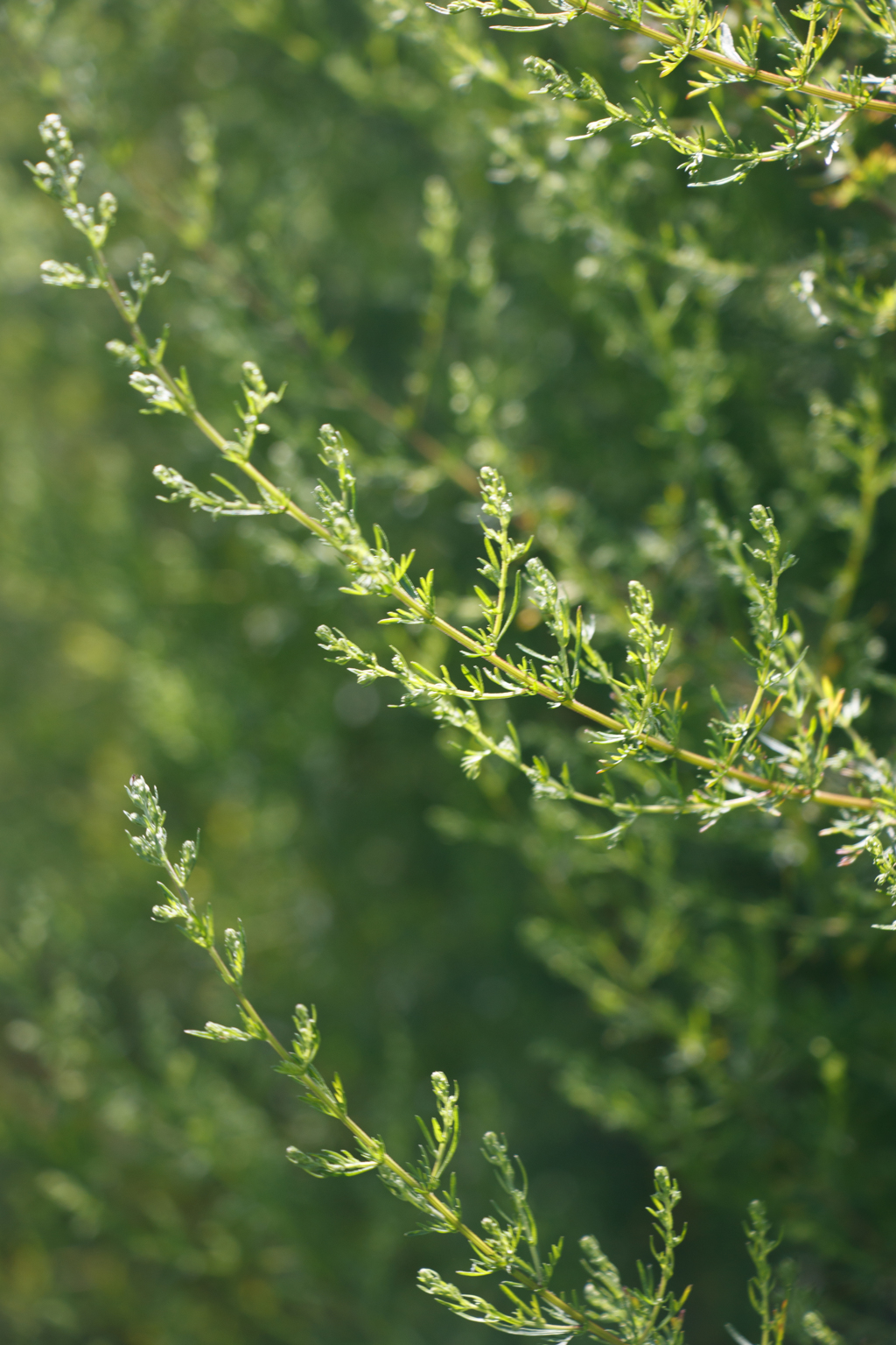 Artemisia, Jardin Essence, La Tour-de-Peilz
